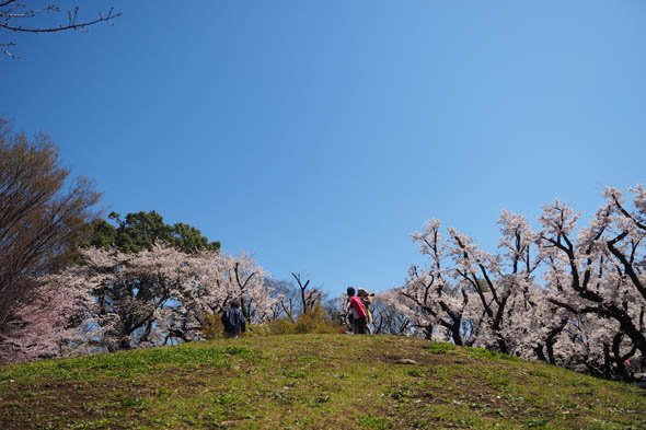 デジカメ撮影術 桜
