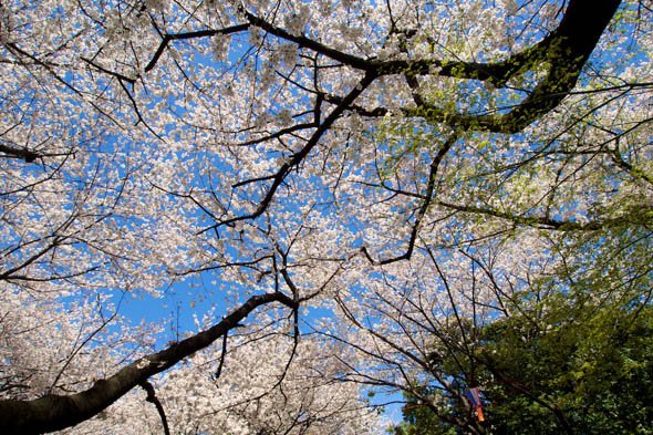 デジカメ撮影術 桜