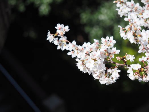 デジカメ撮影術 桜
