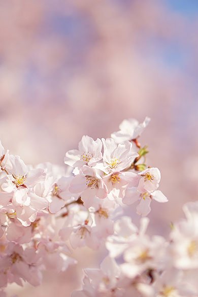 デジカメ撮影術 桜