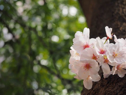 デジカメ撮影術 桜