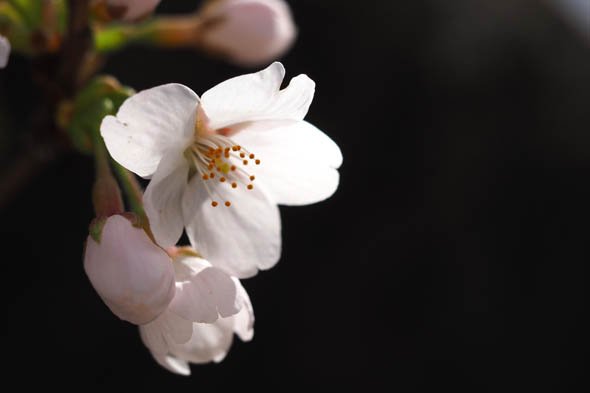 デジカメ撮影術 桜