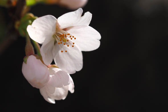 デジカメ撮影術 桜