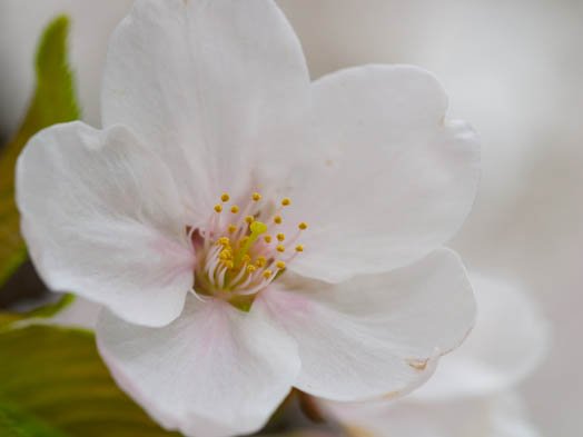 デジカメ撮影術 桜