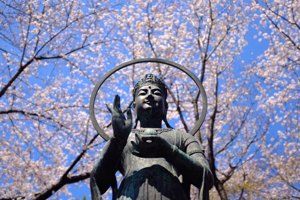 デジカメ撮影術 桜