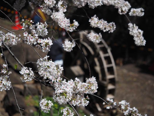 デジカメ撮影術 桜