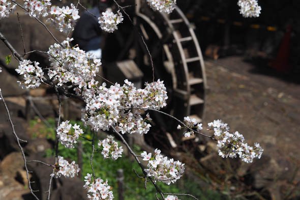 デジカメ撮影術 桜