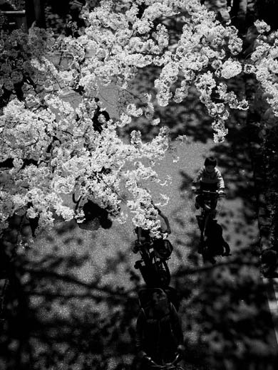 デジカメ撮影術 桜