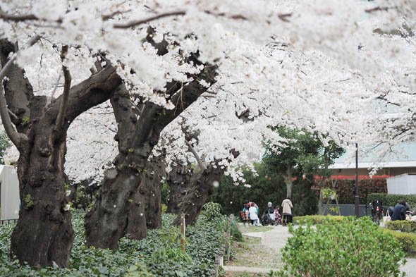 デジカメ撮影術 桜