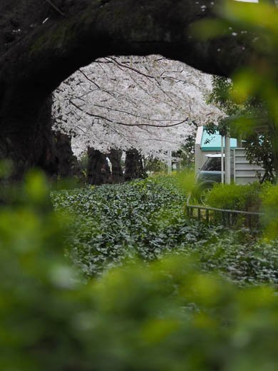 デジカメ撮影術 桜
