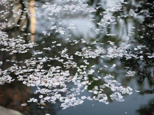 デジカメ撮影術 桜