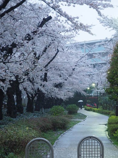 デジカメ撮影術 桜