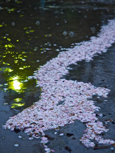 デジカメ撮影術 桜