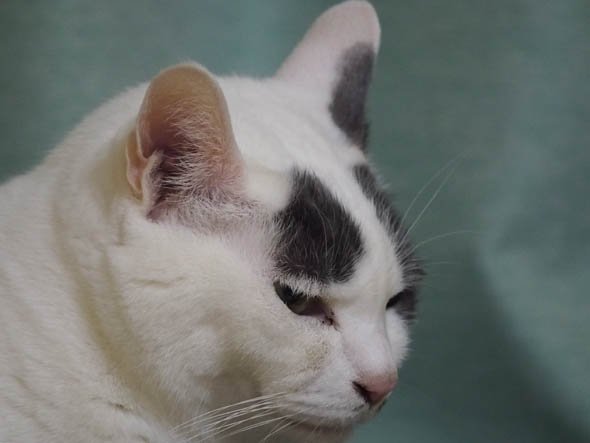 うちの猫を、家庭内望遠撮影してみた。シャッタースピード優先で1/30秒で片手で持って撮ったけど、ぶれてない。すごい。F5.6、1/30秒、ISO4000、LUMIX G X VARIO PZ 45-175mm / F4.0-5.6 ASPH. / POWER O.I.S.