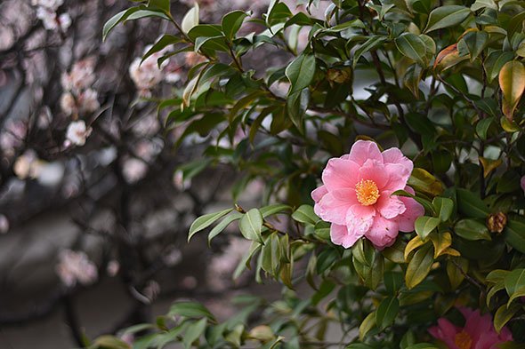 D7200