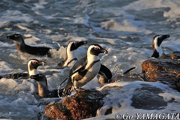 ケープペンギン
