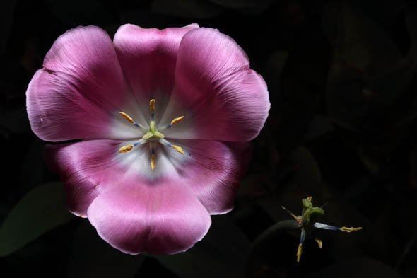 EF50mm F1.8 STM