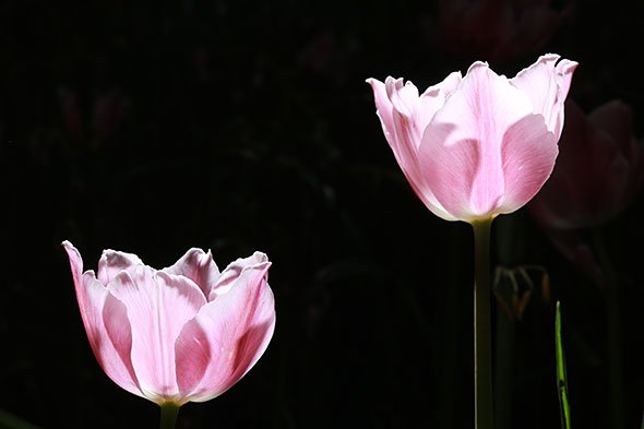 EOS 8000D