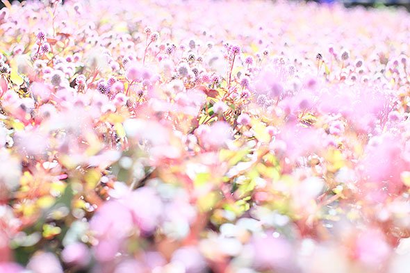ハイキー写真