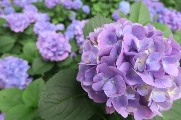 PowerShot G3 X
