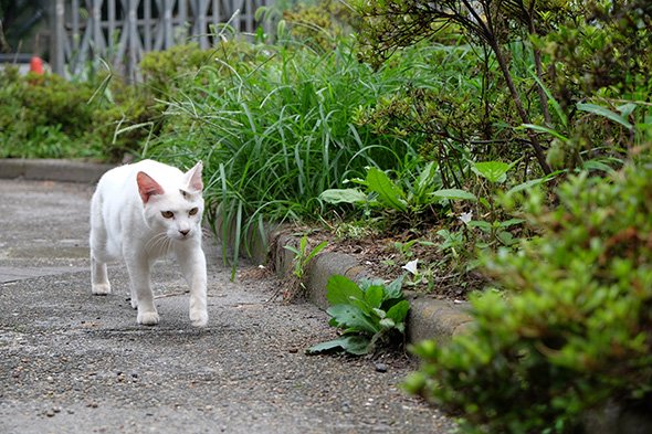 X-T1 Ver.4.00
