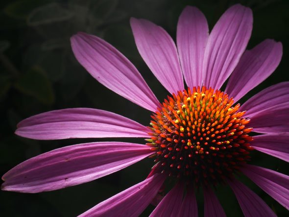 LUMIX G MACRO 30mm / F2.8 ASPH. / MEGA O.I.S.