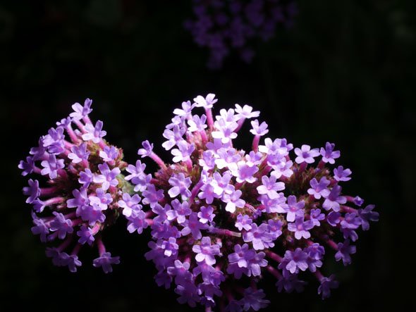 LUMIX G MACRO 30mm / F2.8 ASPH. / MEGA O.I.S.