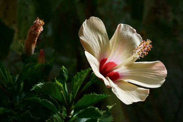 AF-S DX NIKKOR 16-80mm f/2.8-4E ED VR