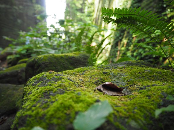 OM-D E-M10 Mark II