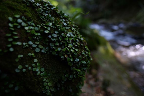 XF16mmF1.4 R WR
