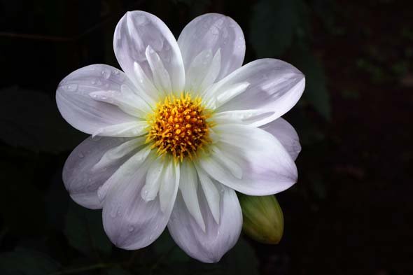 SP 35mm F/1.8 Di VC USD