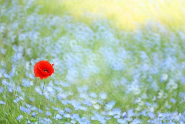 「迷宮の花園」　（めいきゅうのはなぞの）