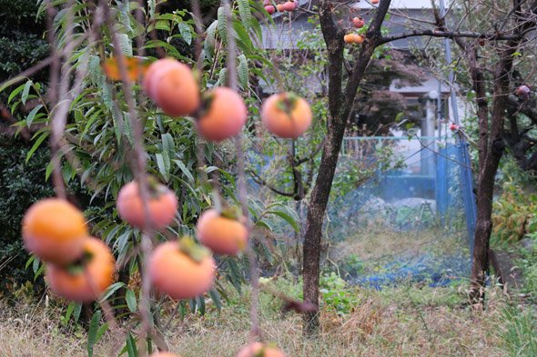 PowerShot G5 X