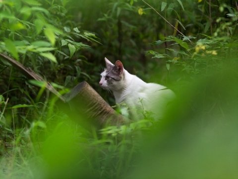 ケースケ・ウッティー 写真展　「イエネコの野生」