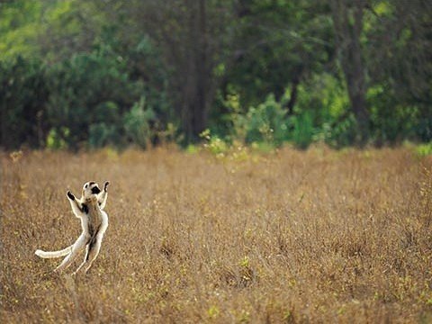 2016年オリンパス／WWFカレンダー完成記念 岩合 光昭 写真展「MADAGASCAR／原猿の棲む島.マダガスカル」