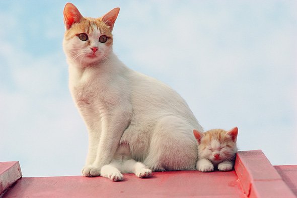 岩合光昭 写真展「ねこ」