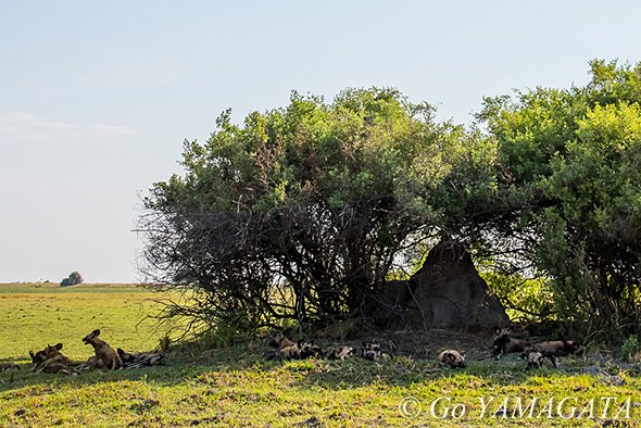 自然写真撮影紀 リカオン