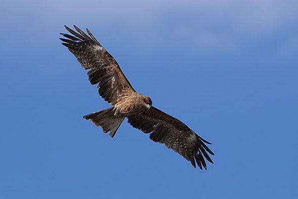 AF-S NIKKOR 200-500mm f/5.6E ED VR