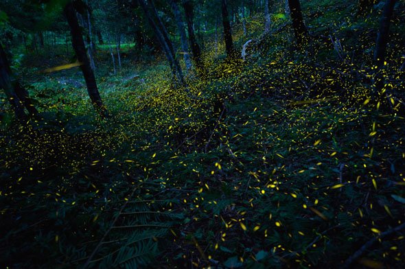 深澤 武写真展「沖縄・八重山諸島 ～黒潮に育まれた生命～」