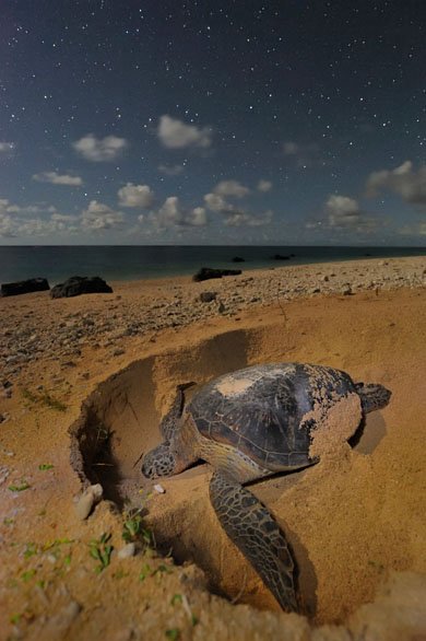 深澤 武写真展「沖縄・八重山諸島 ～黒潮に育まれた生命～」