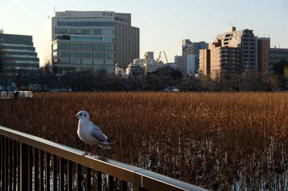 FUJIFILM X-Pro2