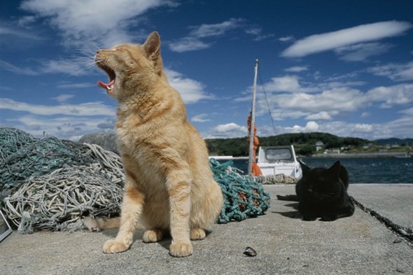 岩合光昭ミニ写真展「ねこのとけい」