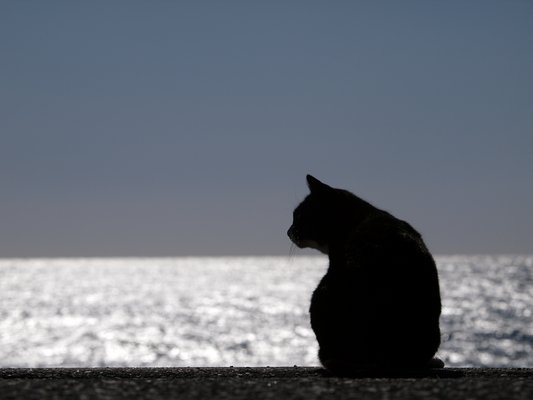 岩合光昭ミニ写真展「ねこのとけい」