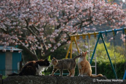 星野俊光 写真展「海猫夢幻～東京湾岸に生きる猫たちの記憶～」