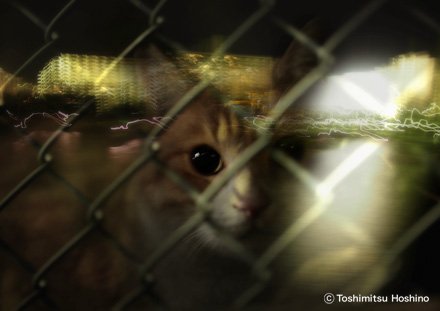 星野俊光 写真展「海猫夢幻～東京湾岸に生きる猫たちの記憶～」