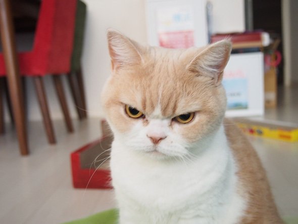 ねこ休み展 冬 2016