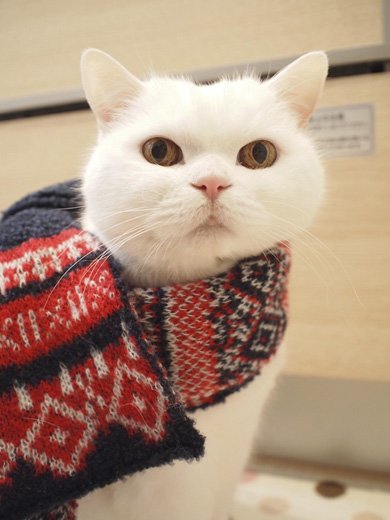 ねこ休み展 冬 2016