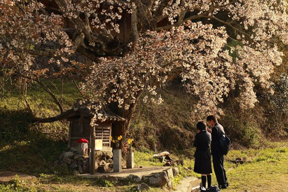 渡辺 健 写真展「さくらのサクラ色」