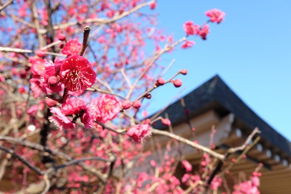 FUJIFILM X70