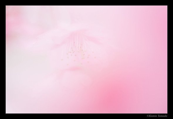 山田久美夫 作品展「Flower　～Light returns to light～　4K HDR TVで光の世界へ」